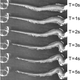 Image for article titled Detached octopus arms show awareness, react to danger